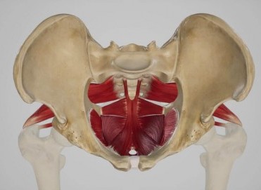 Kadınlarda Pelvik Taban Sağlığı: Egzersizler ve Tedavi Yöntemleri
